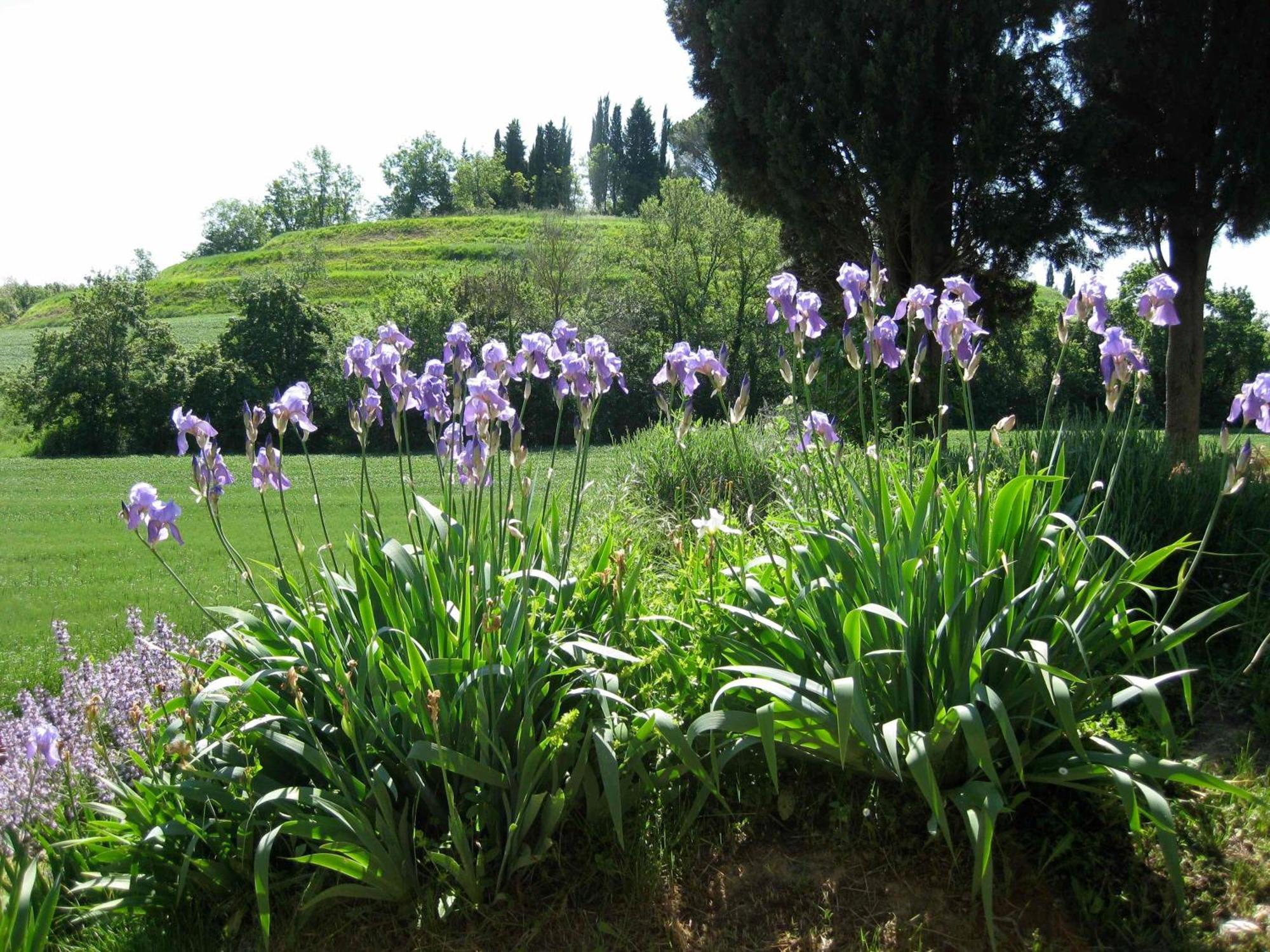Agriturismo Il Caio Cetona Kültér fotó