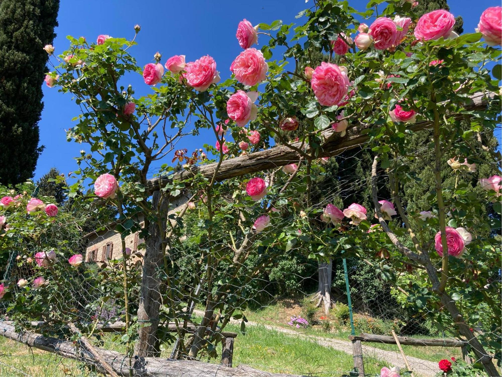 Agriturismo Il Caio Cetona Kültér fotó