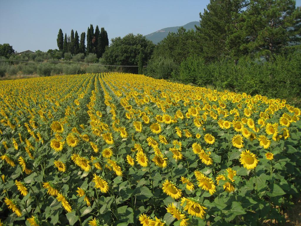Agriturismo Il Caio Cetona Kültér fotó